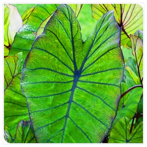 Perennial, Brilliant Elephant Ear Bulbs,for Stunning Garden Displays-2 Bulbs-F