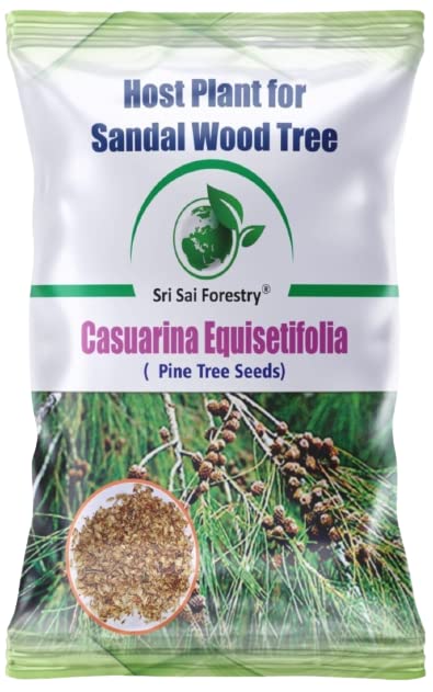 SRI SAI FORESTRY Casuarina Equisetifolia (Pine seeds | Casuarina seeds) - Pack of 5000 Seeds (B0B61XQWGZ) Amazon Price History, Amazon Price Tracker