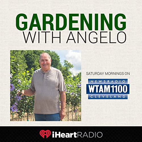 Gardening with Angelo 04-20-24 Podcast By  cover art