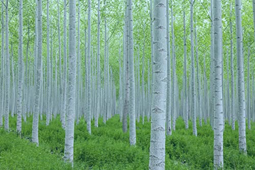 White Poplar Seeds For Planting - 30 Seeds - Stunning White Leaf Tree - Fast Growing Tree #TOP12