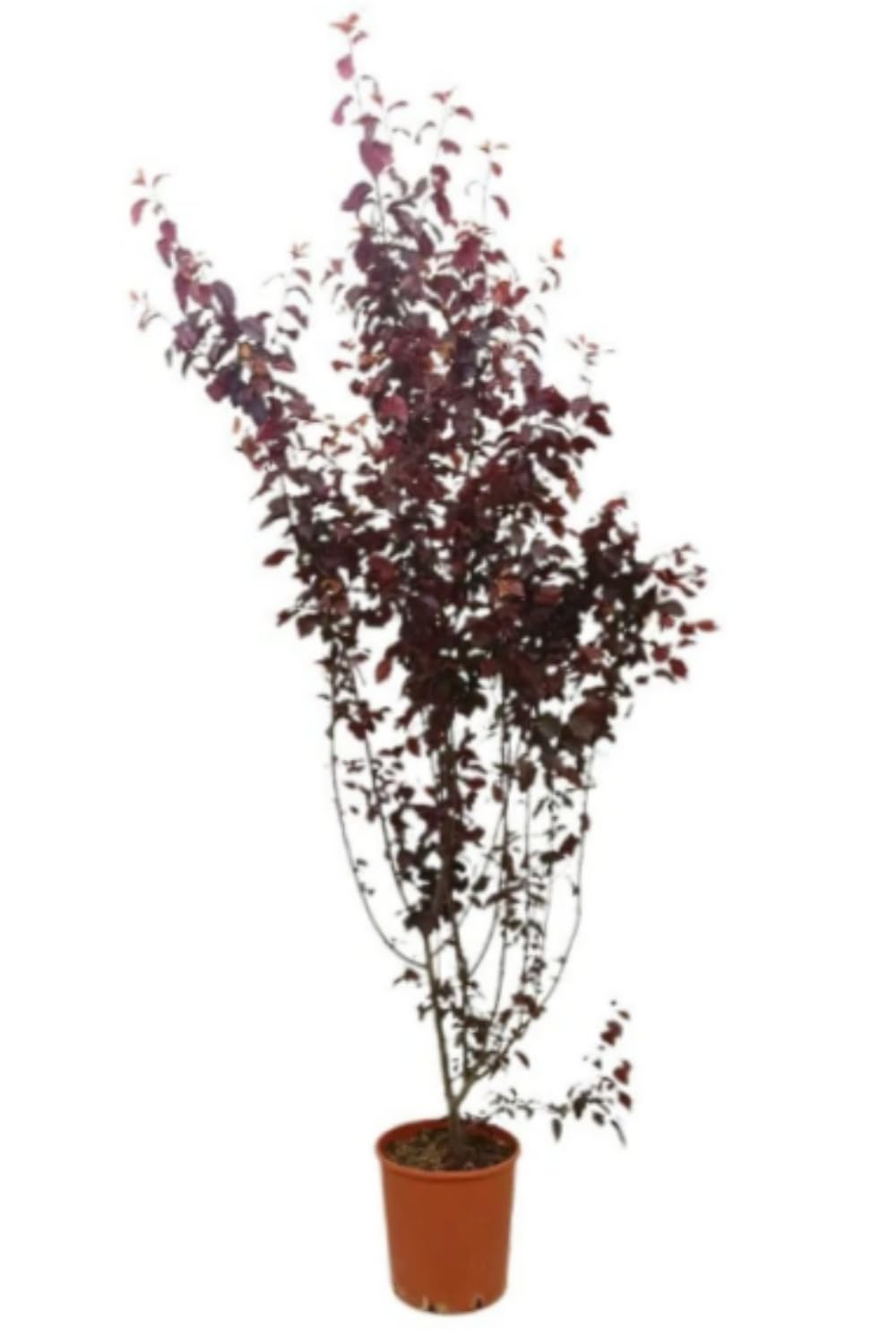 Planta natural Prunus pisardii, 140-150 cm. Ciruelo. Árbol ornamental con hojas moradas y flores rosadas, ideal para jardines. Segura Garden.