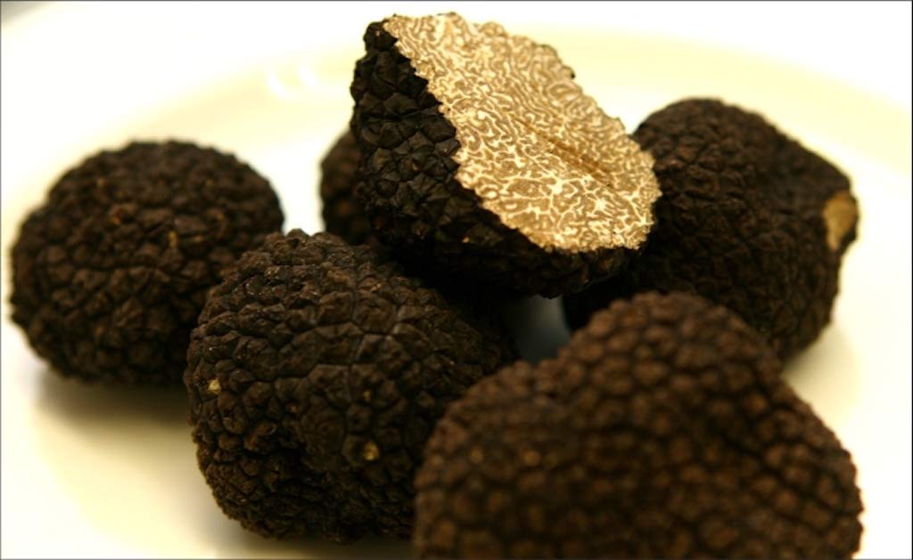 Truffle Black Mushroom Mycelium. Biological Mycelium.10 g