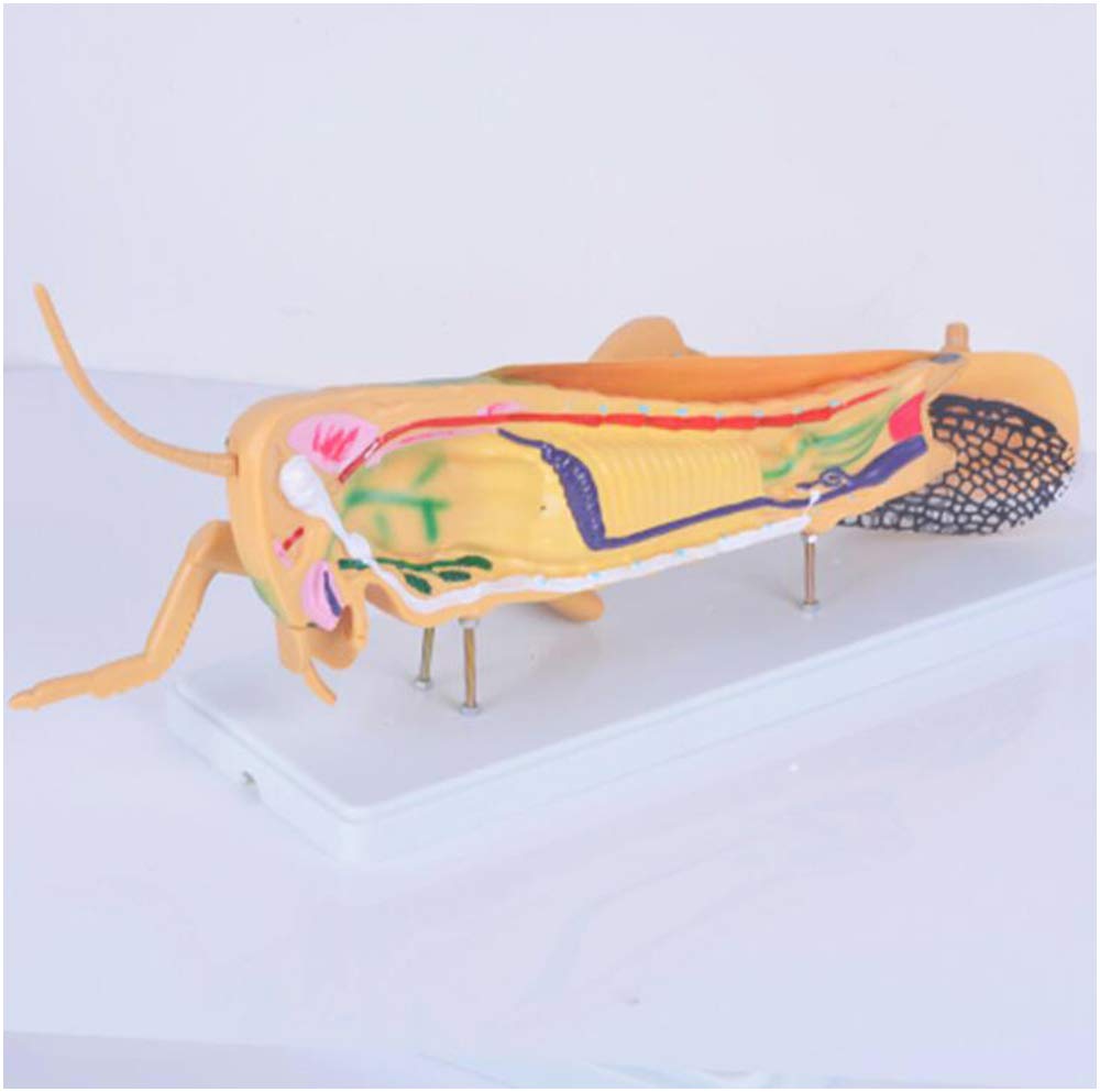 Model Anatomiczny Szarańczy - Model Anatomiczny Zwierzęcia Model Szarańczy - Materiał Pcv Model Zwierzęcia Szarańczy - Do Nauki W Klasie Badania Sprzęt Laboratoryjny Nauc