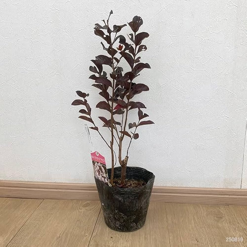 Amazon.co.jp: サルスベリ(百日紅):ブラックパール ライトピンク5号 Amazon.co.jp: サルスベリ(百日紅):ブラックパール ライトピンク5号