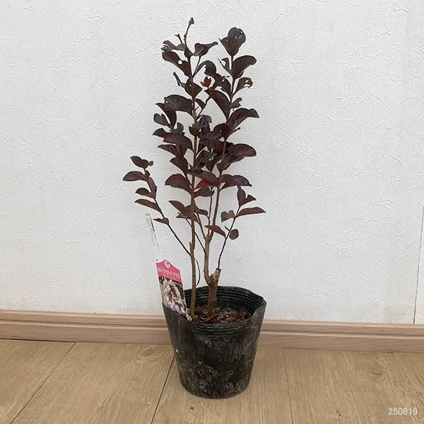 新品種 サルスベリ ブラックパール ライトピンク 591 樹高1.8m位 百日紅 新品種 サルスベリ ブラックパール ライトピンク 591 樹高1.8m位