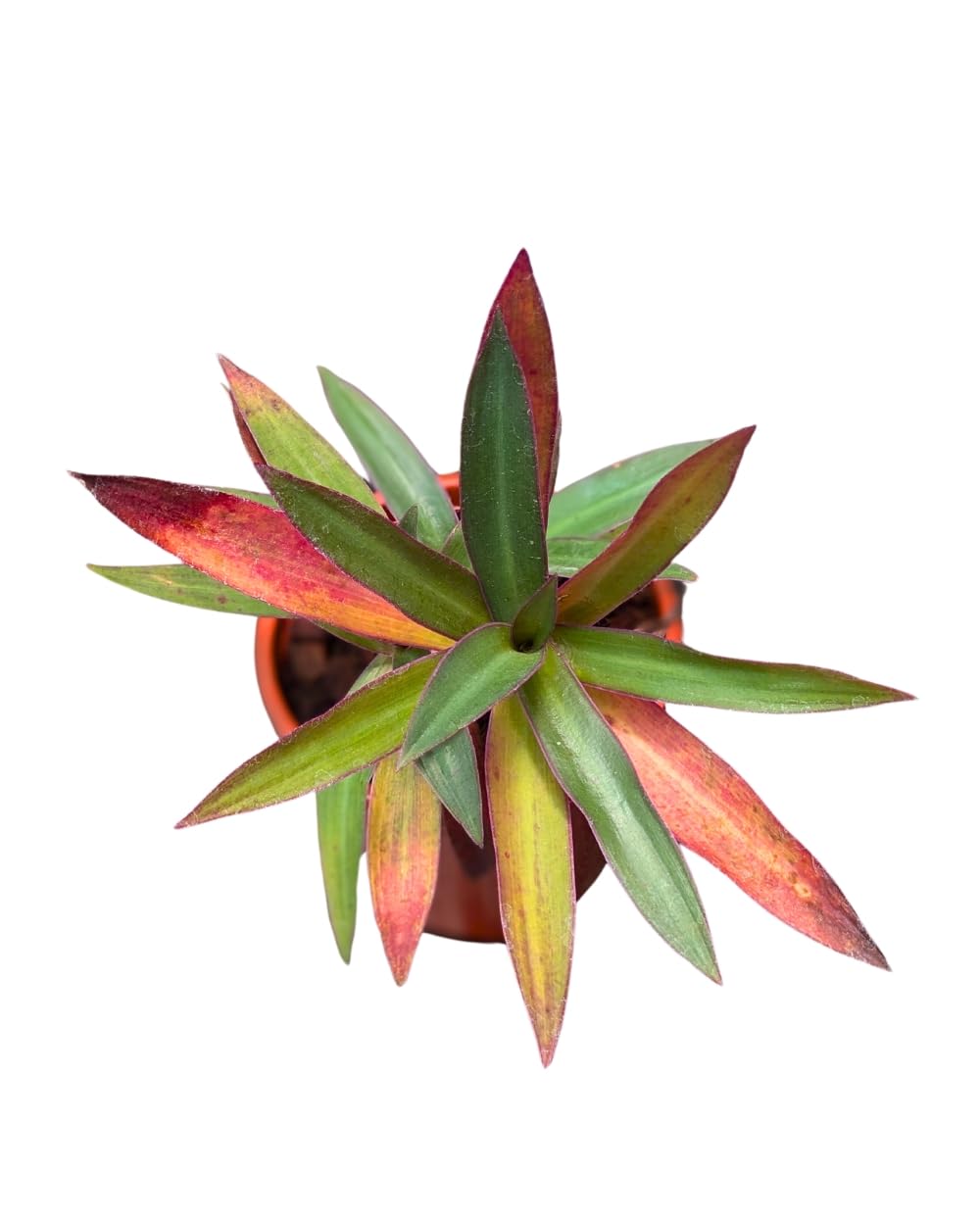 Divine Blossoms Boat Lilly Indoor Plant with Vibrant Green and Red Leaves-image-13