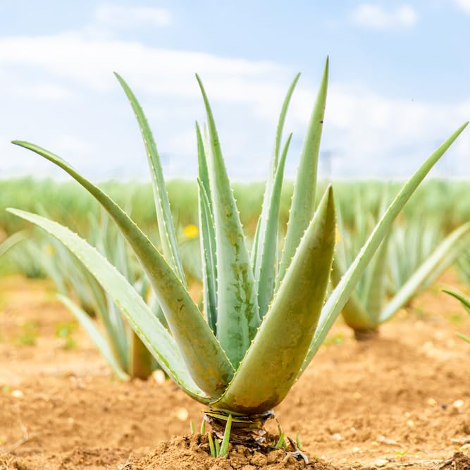 Amazon.co.jp: アロエベラ 苗【2株】観葉植物 食用可|Aloe vera Plant Amazon.co.jp: アロエベラ 苗【2株】観葉植物 食用可|Aloe vera Plant