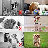 Cielbleu 10 stück Hund Quietschspielzeug für kleine, Hundespielzeug Welpenspielzeug, Haustier Hund Plüsch Spielzeug, Obst Snacks und Gemüse kauspielzeug für kleine Mittelgroße Hunde
