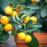 みかんの苗 紀州種無し小みかん(品種：無核紀州)【品種で選べる果樹苗木 15cmポット 1～2年生 接木苗/1個】酸味が少なく、果汁が多く甘くて美味しい品種です。果皮が薄くて剥きやすく、香りが良いです。その名のとおり、種が入らないので、とても食べやすいです。1本で実がなりますので、ご家庭で重宝する果樹です。耐寒性は-5度で、耐暑性・豊産性があり樹勢が強く、柑橘系の中でも育てやすいです。【※冬季は葉が寒さで傷んだ状態での出荷となります。商品の特性上、背丈・形・大きさ等、植物には個体差がありますが、同規格のものを送らせて頂いております。また、植物ですので多少の枯れ込みやキズ等がある場合もございます。予めご了承下さい】