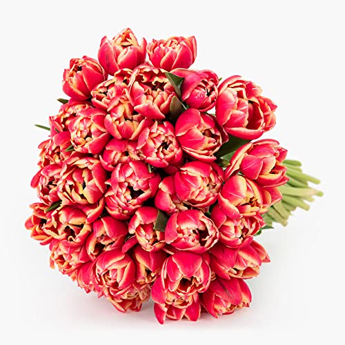 bloomsybox bouquet pink peony tulips flowers 50 stems large fresh flowers from california farms red pink with white edges fresh cut flowers easy to care  care card amp flower food included