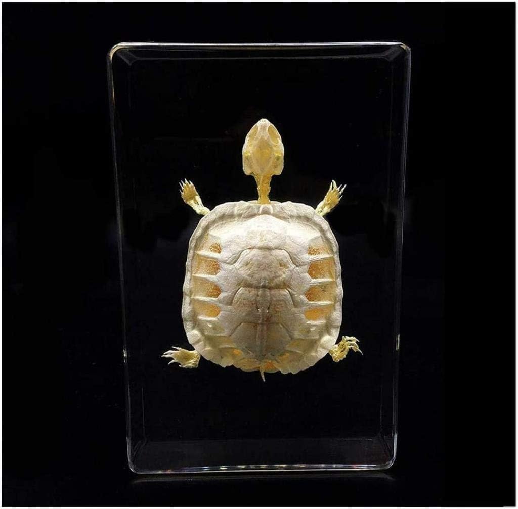 標本 樹脂封入 亀 虫 実物 本物 生物 昆虫 観察 生体 剥製 文鎮 レジン 生物学