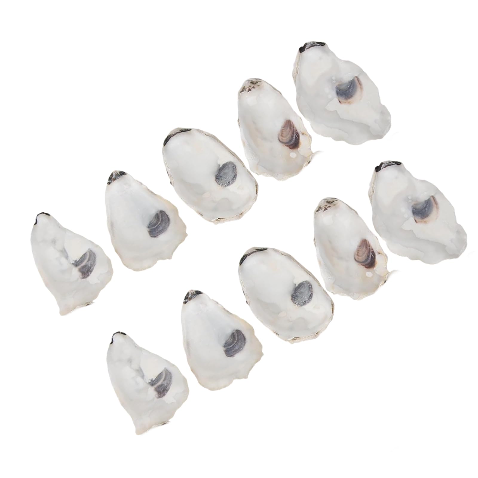 Zxfdsfdbnm 10Pcs Concave Oysters Shells for Natural Oysters Shells Bulk for Home Vase Filler Diys Arts and Seashells Diys Arts and Sea