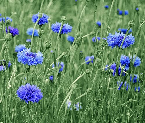 600 Tall Blue Bachelor Button Seeds for Planting Blue Cornflower. 3 Grams Non GMO Heirloom USA Harvested pollinator bee Butterfly