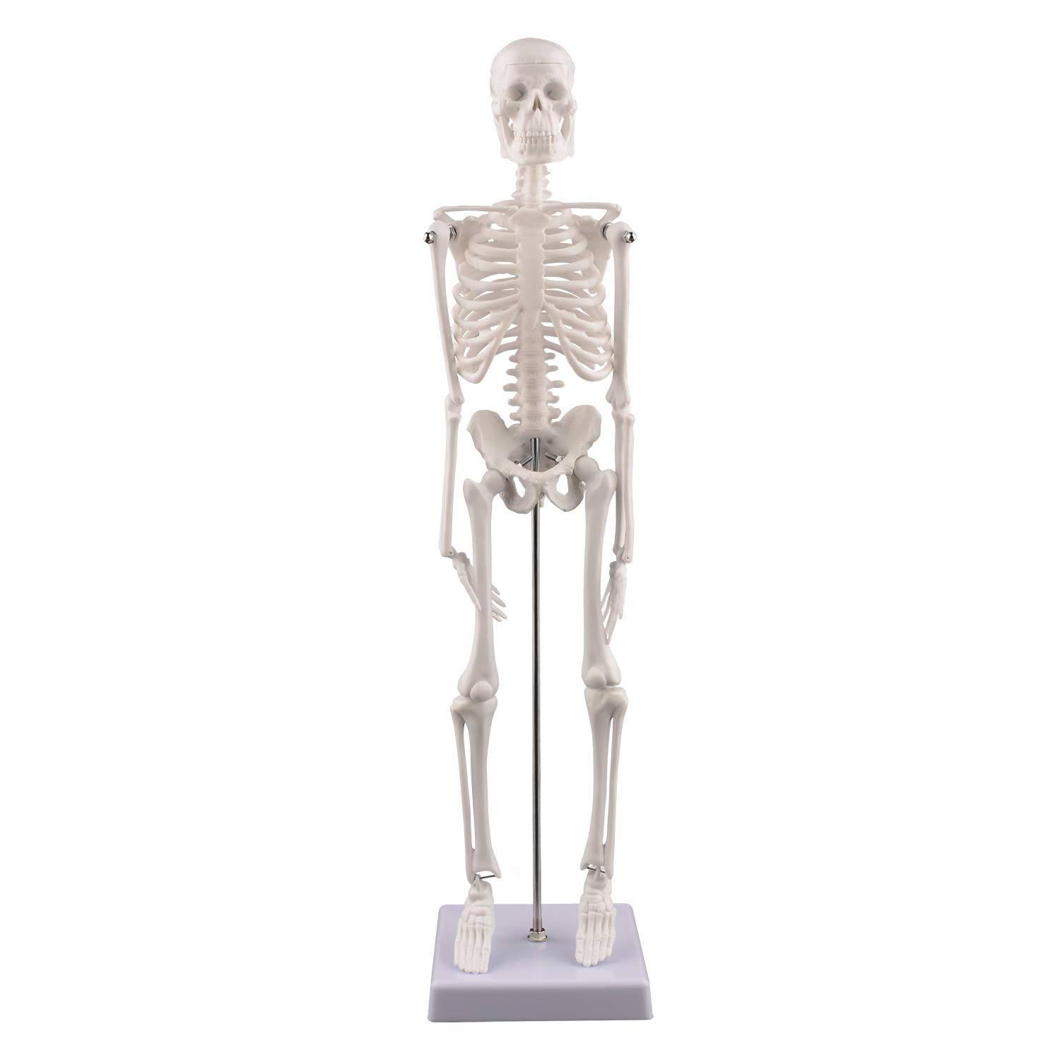 Ultrassist 17” Mini Human Anatomical Skeleton Model, Desk Portable