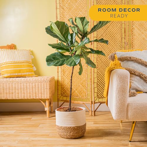 Image of Costa Farms Fiddle Leaf Fig Tree, Ficus Lyrata Live Indoor Floor Houseplant in Decor Planter, Tropical Plant for Home Potted in Soil, Home and Office Decor, Housewarming Gift, 3-4 Feet Tall
