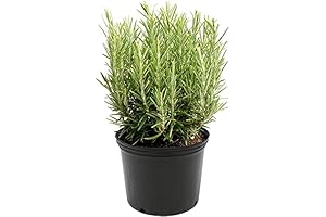 American Plant Exchange Live Rosemary Christmas Tree