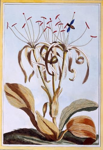 Tableaux graffiti art mural moderne 60x90cm Jonquille de mer de Pierre Buchoz poster