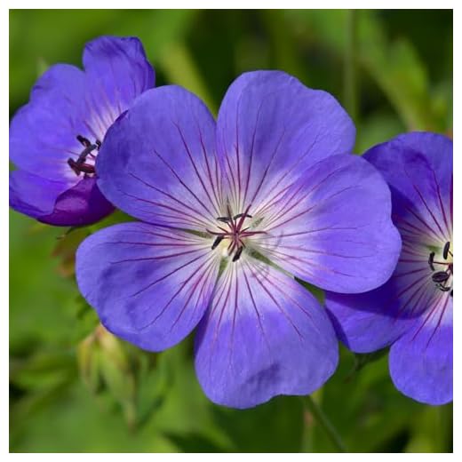 You Garden - 3 x Hardy Geranium 'Rozanne' in 9cm Pots - Plant of The Centaury - Drought Resistant Hardy Perennial Plants for Gardens, Pots, Borders, & Planters