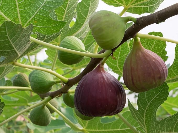 Fig Ree Sapling Reelzone Anjeer Live Plant, Fig Tree Sapling for Home Garden,Grafted ...