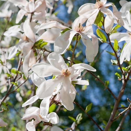 Magnolia Kobus Tree - Spring Flowering Hardy Trees for Garden Pots Beds and Borders - Compact Deciduous Magnolia Plants Outdoor Garden Ready with Large Fragrant White Flowers from April (15-30cm)