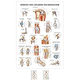 anatomie poster pferd  Bänder und Gelenke Lehrtafel Anatomie 100x70 cm medizinische Lehrmittel
