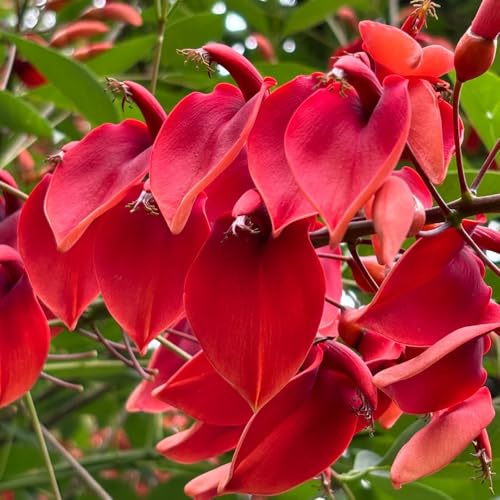 Decoración de árbol de coral - plantando árboles, flores resistentes planta de arbusto de coral Plantas de jardín perennes resistentes árbol bonsái, plantas en crecimiento semillas de 85pcs