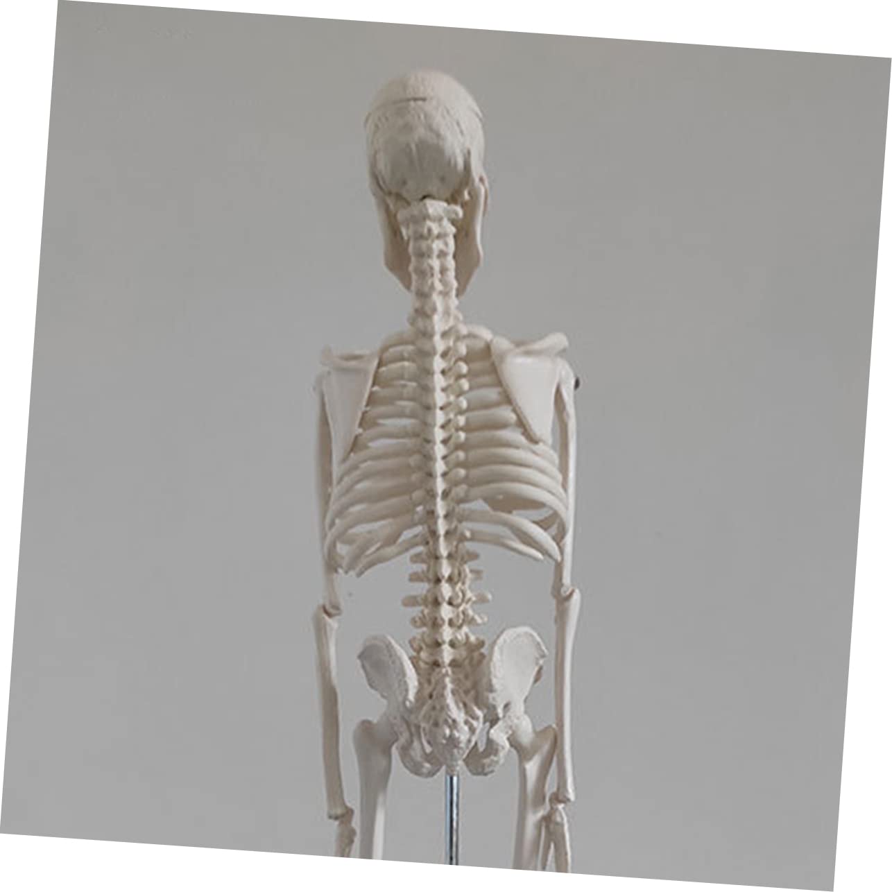 Gatuida Menschliches Skelettmodell Aus Robustem Pvc Bewegliche Arme Anatomisches Wissenschaftliches Modell Leicht Zu Reinigen Bewegen
