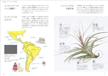 518jN8XeeJL._AC_UF350,