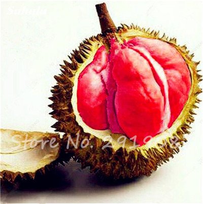 10 Pcs Durian Seeds Delicious King of Tropical Healthy Fruit Trees Giant Garden Plants Bonsai Tree Non-GMO High Nutrition 24