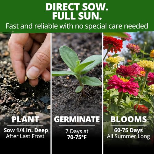 Image of HOME GROWN State Fair Zinnia Seeds, 600 Seeds, Zinnia elegans