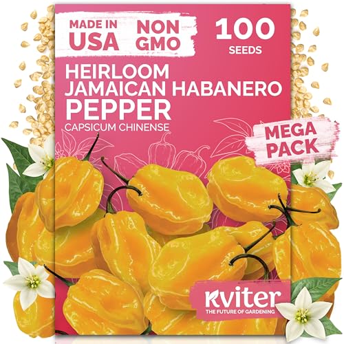 KVITER 100 Yellow Hot Jamaican Habanero Pepper Seeds (Capsicum Chinense) - Mushroom Chile Pepper Relatively Mild Flavor Non GMO Seed - Vegetable Seeds in Seed Packets for Outdoor Garden Conteiners