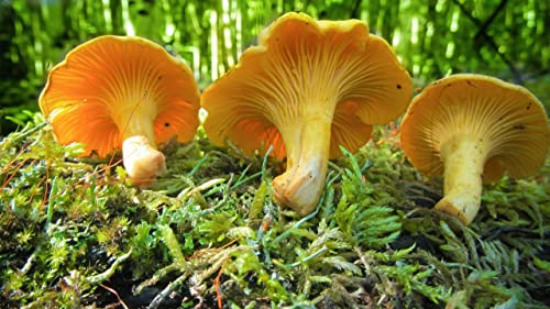 Seedsup 100+ Chanterelle Mushrooms Golden Mycelium Spawn Spores thumb #4