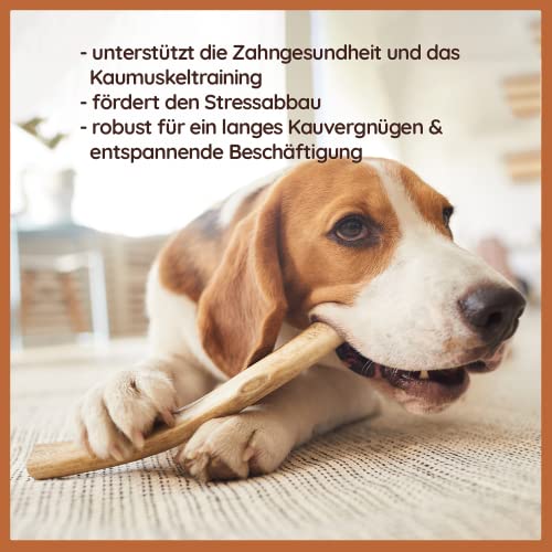Wildfang® Damhirsch-Geweih – Geweihe für Hunde, Kauspielzeug und Kauartikel aus Hirschgeweih – Größe M für Hunde von 10–25 kg, 1er Pack