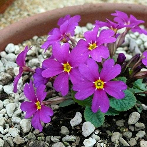 4 X Abbastanza pãorpura pianta stabilita 'Wanda' Primula Bare Root