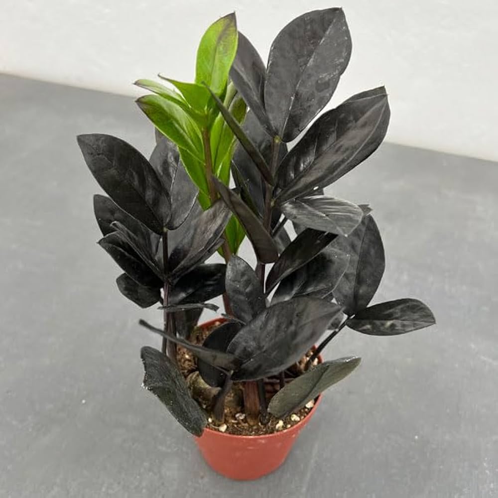 ✨激レア✨ザミオクルカス　レイブン　斑入り　葉挿し　右下カット ✨激レア✨ザミオクルカス レイブン 斑入り 葉挿し 右下カット