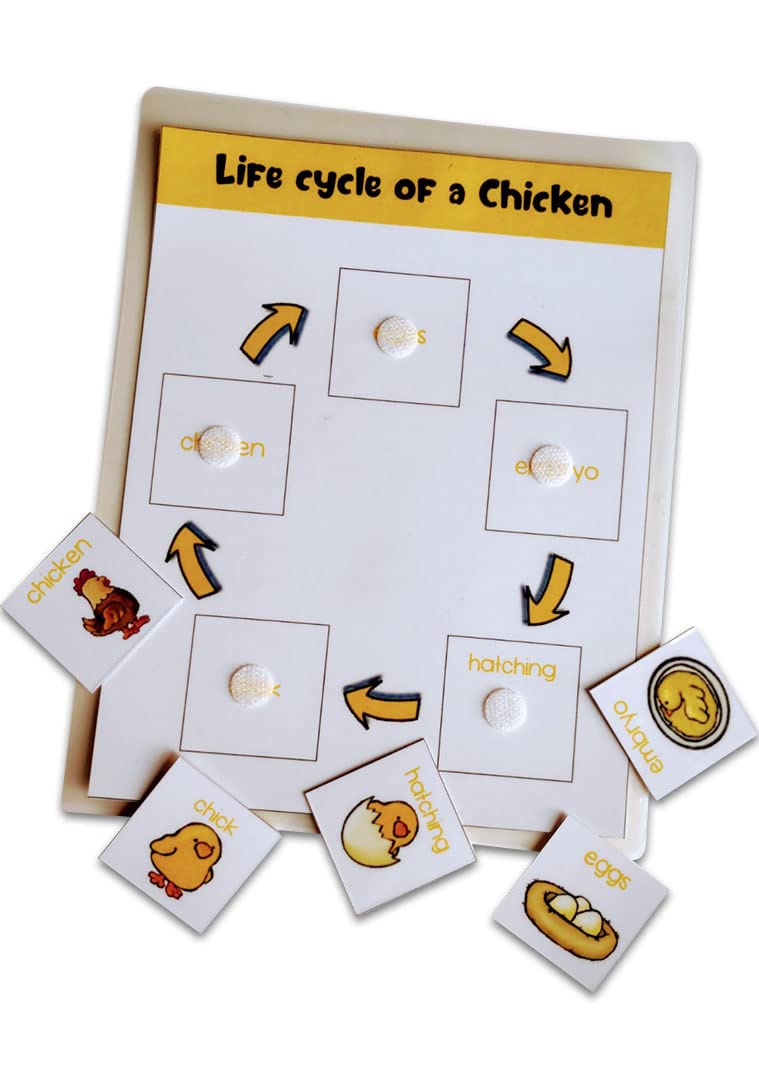 Zooplay India Four Lifecycle Activity (Bee, Butterfly, Frog and Chicken)