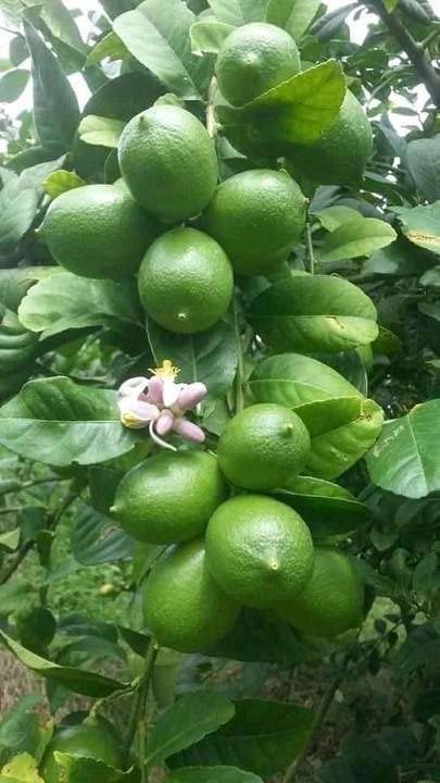 Golden Bloom Thai Original Seedless All Time Hybrid Lemon Nimbu Plant Height 1.5-2 FT (B0BHJ9H5PG) Amazon Price History, Amazon Price Tracker