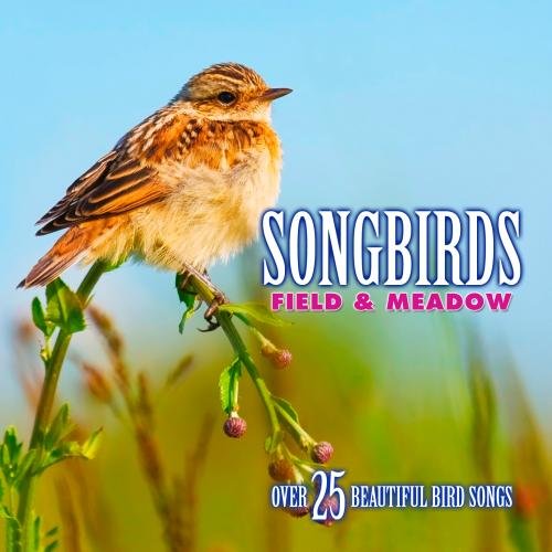 Songbirds Field & Meadow
