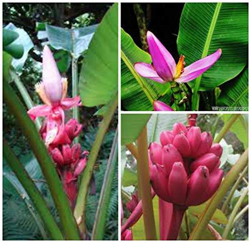 AGROBITS 10 Meere velutina musa o rosa plátano, Samen S