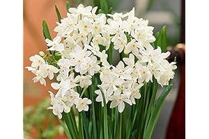 Ziva Paperwhites: Adorn Your Home with Fragrant Winter Blooms
