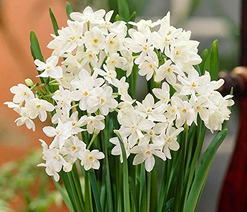 (2) Ziva Jumbo Paperwhites Bulbs Spectacular Flowering Perennial Plant Flower