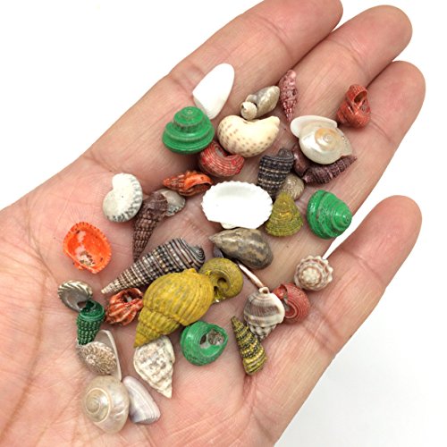 PEPPERLONELY Extra Small Dyed/Natural Mix Seashells, 4 OZ Apprx.800+ PC Shells, 1/4 Inch ~ 3/4 Inch