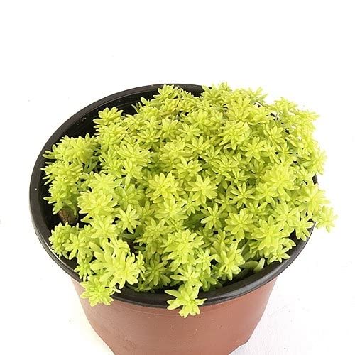 PlantaZee Succulent Live Plant Sedum Oro Decorative Plants for Living Room vastu Plant (B09MLNF3J9) Amazon Price History, Amazon Price Tracker