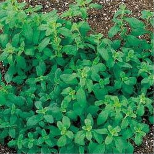 Graines de marjolaine douce