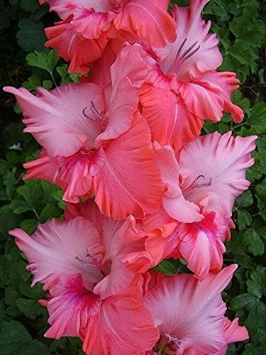gladiolas bulbs for planting Sword Lily,Gladioli Bulbs Imported Flower Bulbs for home gardening (Pack of 10) (Pink)