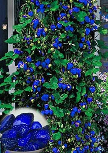 50Pcs Blu Arrampicata Fragola semi di Albero semi molto squisita Della frutta Per la casa &