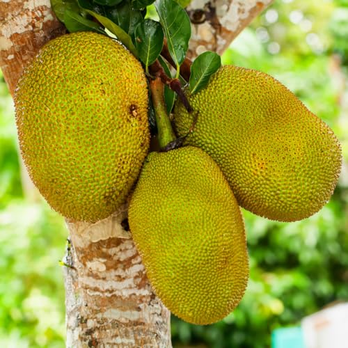 2 Jackfruit Trees Live Plants, Well-Rooted 1 Year Old Seedling Tropical Jackfruit Fruit in 4 Inch Pot, Yellow Sweet