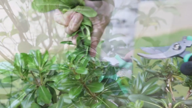 Set de 5 tijeras de poda para jardín con guantes y bolsa miniatura 7