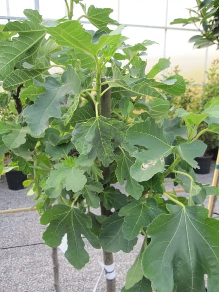 Feigenbaum Dottato - Ficus carica - Fico - Hochstamm 90
