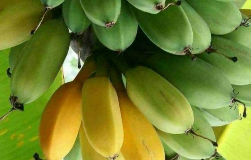 Amazon.co.jp: 越冬可能 極耐寒 ジャパニーズ バナナ 葉先2m
